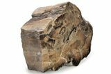 Rare, Petrified Wood (Schilderia) Section - Arizona #229122-1